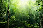 Green forest with ray of light.