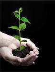 Young plant in hand on black background