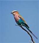 Lilac-breasted Roller hunt from perch