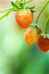 Strawberry fruits on the branch with morning golden sunlight shine on it.