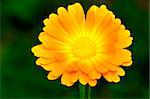 picture of an orange daisy against dark green natural background