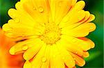 picture of an orange gerbera with raindrops on it's petals