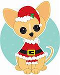 Chihuahua  dressed for Christmas in a Santa suit