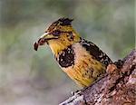 Crested Barbet with a bug in its beak