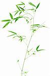 Fresh bamboo branch isolated on white background