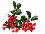 Holly Berry and Leaves isolated on white background