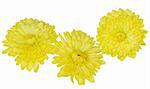 Three yellow mum flowers isolated on white