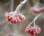 Bunch of rowan berries with ice crystals