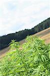 large marijuana field and the blue sky