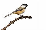 black-capped chickadee perched on a branch prepares for flight; white background