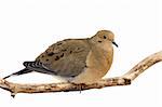 mourning dove cautiously overlooks its surroundings while perched on a branch; white background