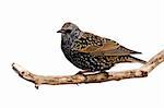 profile of starling at rest on a branch; white background