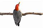 red-bellied woodpecker holds a kernel of corn in its beak; white background