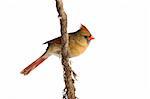 female cardinal rests on a shreaded vine; white background