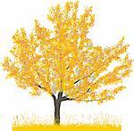 Vector illustration of cherry tree in autumn