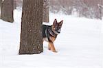 puppy sheep-dog peeking from behind a tree