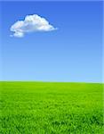 Beautiful summer landscape. A green field, blue sky