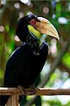 Head of male Wreathed Hornbill in side angle view. Bail zoo. Indonesia