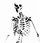 Image of an illustrated skeleton for medical or Halloween concepts.