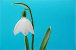 macro photo of beautiful snowdrop on blue background