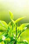 Tea Leaf with Plantation in the Background (Morning)