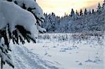 Beautiful landscape forest photographed at sunset