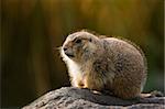 Prairie dog in warm winterfur with autumn colors in background, sitting on the edge of its burrow