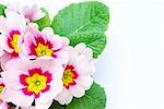 Pale pink primula plant with flowers photographed on white background