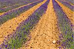 lavender field, Plateau de Valensole, Provence, France