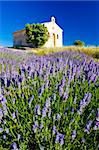 chapel with lavender field, Plateau de Valensole, Provence, France