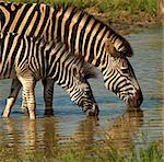 Mom and Fowl drinking at a shallow waterhole