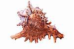 Sea Snail from tropical beach isolated item