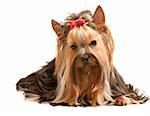 A charming yorkshire terrier is looking forward; isolated on the white background