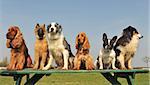 little dogs and puppies sitting on a table in a day of spring