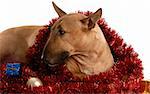 bull terrier wrapped in christmas garland on white background
