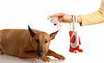 expensive dog - handing over money to bull terrier - american currency