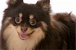 pomeranian puppy with tongue out panting on white background