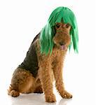 airedale terrier wearing green wig with reflection on white background