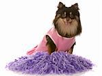 brown and tan pomeranian dressed up as a cheerleader with purple pompoms
