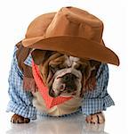 english bulldog dressed up in cowboy costume with depressed expression