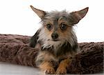 chihuahua crossed with yorkie mixed breed dog laying on brown blanket