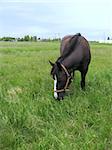 Horse grazing on a meadow