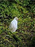 Cattle egret commonly seen in the Florida Everglades