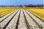 Field of white and yellow flowers - Narcis. Dutch flower industry. The Netherlands