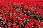 Field of red tulips. Dutch flower industry. The Netherlands