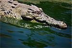 Muzzle of the crocodile close up. A crocodile farm on island Lankgavi