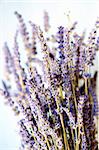 A bunch of dried lavender.