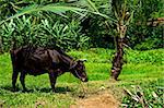 A cow grazing in a field in Kerala, India