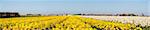 Field of yellow flowers - Narcis. Dutch flower industry. Wide shot, panorama