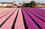 Field of violet and pink flowers - Hyacint. Dutch flower industry. The Netherlands